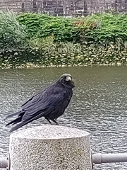 Corvus