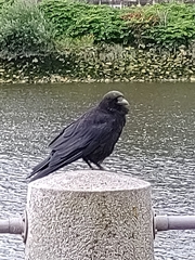 Corvus