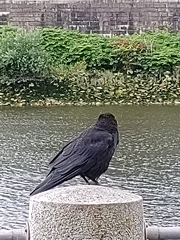 Corvus