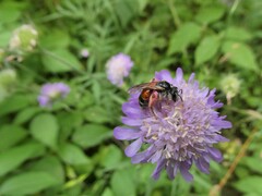 Andrena hattorfiana
