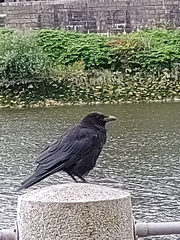 Corvus
