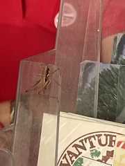 Pachytrachis gracilis