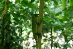Gonocephalus kuhlii