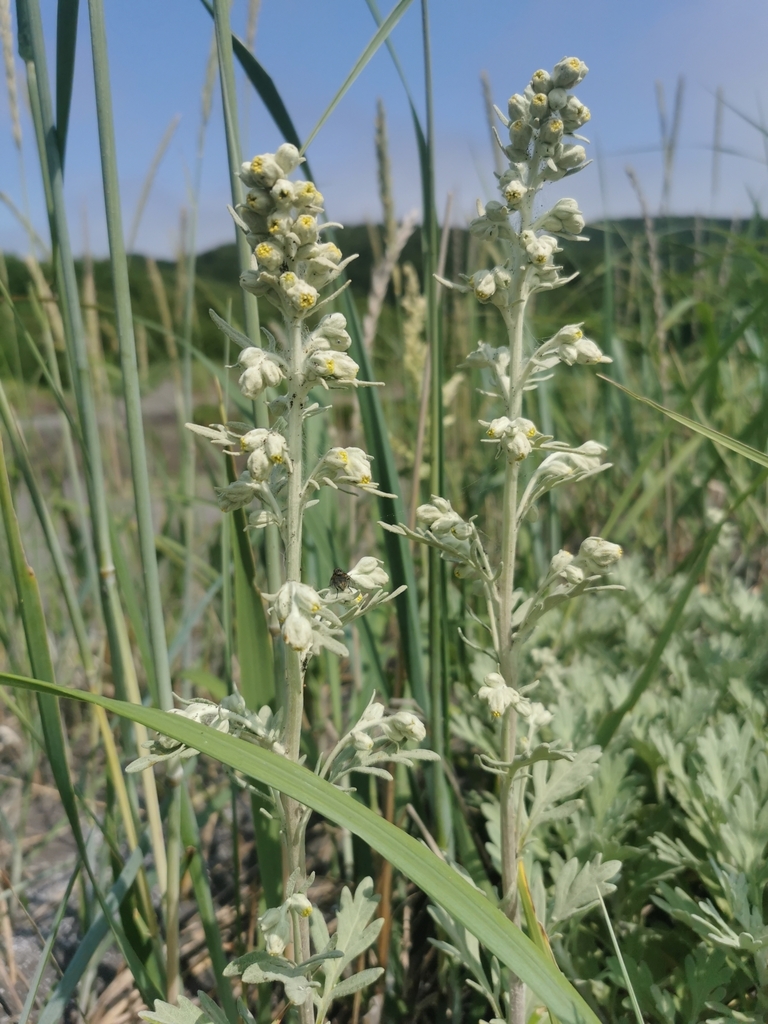 Artemisia stelleriana, Elizovskiy rayon, RU-KQ, RU