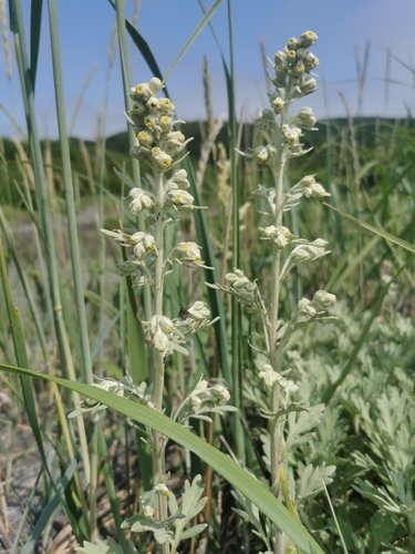 Artemisia stelleriana