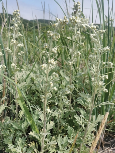 Artemisia stelleriana