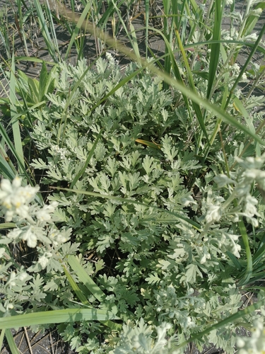 Artemisia stelleriana
