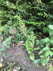 Epipactis helleborine helleborine