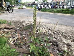 Epipactis helleborine helleborine