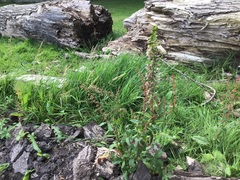 Epipactis helleborine helleborine