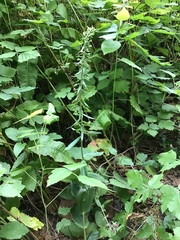 Epipactis helleborine helleborine