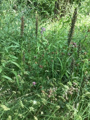 Dactylorhiza × grandis