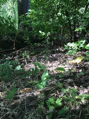 Epipactis helleborine helleborine