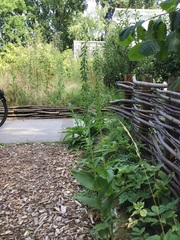 Epipactis helleborine helleborine