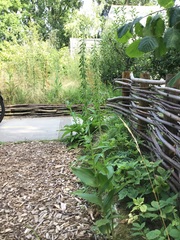 Epipactis helleborine helleborine