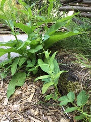 Epipactis helleborine helleborine