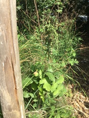 Epipactis helleborine helleborine