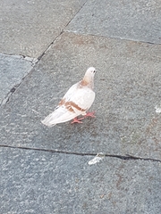 Columba livia domestica