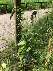 Epipactis helleborine helleborine