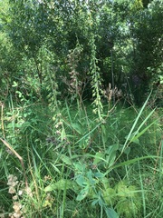 Epipactis helleborine helleborine