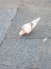 Columba livia domestica