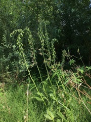 Epipactis helleborine helleborine