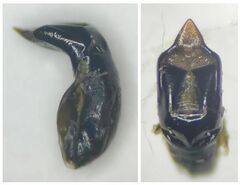 Cryptocephalus cristula