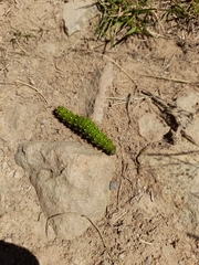 Saturnia pavonia