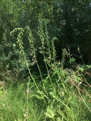 Epipactis helleborine helleborine