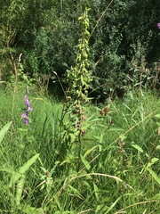 Epipactis helleborine helleborine