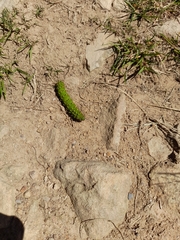 Saturnia pavonia