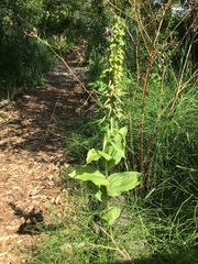 Epipactis helleborine helleborine