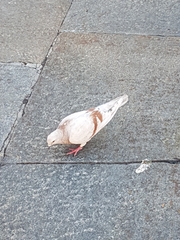 Columba livia domestica
