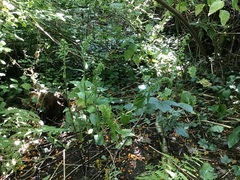 Epipactis helleborine helleborine