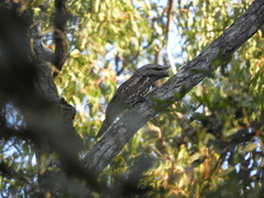 Podargus strigoides strigoides