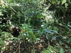 Epipactis helleborine helleborine