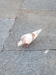 Columba livia domestica