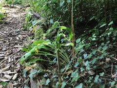 Epipactis helleborine helleborine