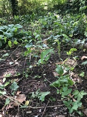 Epipactis helleborine helleborine