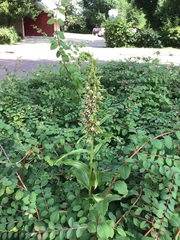 Epipactis helleborine helleborine