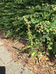 Epipactis helleborine helleborine