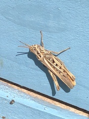 Chorthippus brunneus