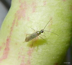Engytatus modestus