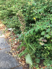 Epipactis helleborine helleborine