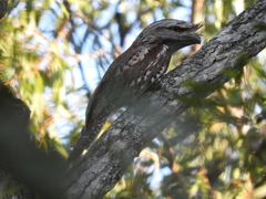 Podargus strigoides strigoides