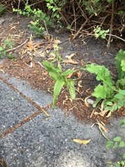 Epipactis helleborine helleborine