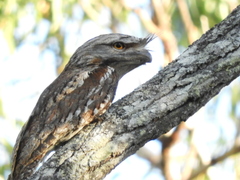 Podargus strigoides strigoides