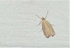 Crambus agitatellus