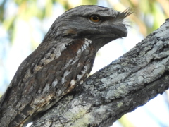 Podargus strigoides strigoides