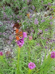 Aglais io